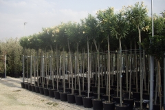 Nerium oleander alberello 